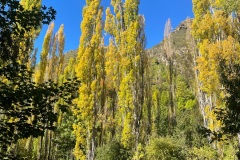 squam-creative-teele-arrow-river-poplars