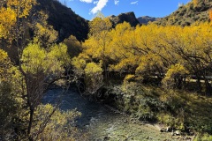 squam-creative-teele-arrow-river-yellow-willows