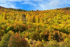 squam-creative-teele-arrowtown-autumn-april-gold