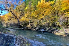 squam-creative-teele-arrowtown-autumn-arrow-river-flowers-foliage