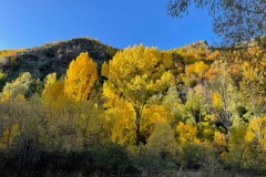 squam-creative-teele-arrowtown-autumn-arrow-riverbank