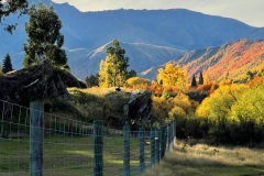 squam-creative-teele-arrowtown-autumn-fence-line
