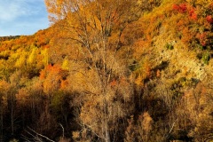 squam-creative-teele-arrowtown-autumn-foliage-bend-in-the-road