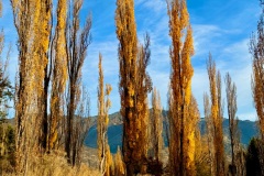 squam-creative-teele-arrowtown-autumn-foliage-golden-poplars