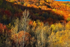 squam-creative-teele-arrowtown-autumn-foliage-hillside