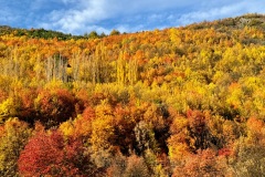 squam-creative-teele-arrowtown-autumn-foliage-oranges