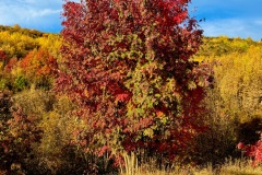 squam-creative-teele-arrowtown-autumn-foliage-red-leaves