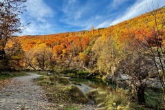 squam-creative-teele-arrowtown-autumn-foliage-riverside