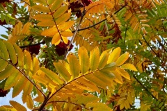 squam-creative-teele-arrowtown-autumn-foliage-rowan