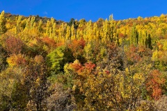 squam-creative-teele-arrowtown-autumn-foliage-sunshine-1