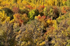 squam-creative-teele-arrowtown-autumn-foliage-sunshine-2