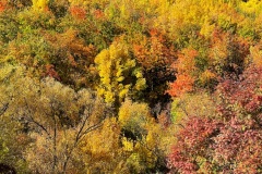 squam-creative-teele-arrowtown-autumn-foliage-sunshine-3