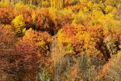 squam-creative-teele-arrowtown-autumn-foliage-white-birch