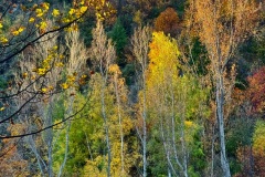 squam-creative-teele-arrowtown-autumn-foliage-yellow-green