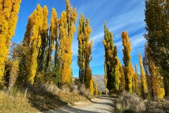 squam-creative-teele-arrowtown-autumn-golden-poplars-1-1