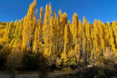 squam-creative-teele-arrowtown-autumn-golden-poplars-1