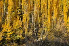 squam-creative-teele-arrowtown-autumn-golden-poplars-2