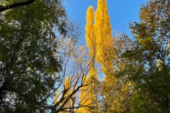 squam-creative-teele-arrowtown-autumn-golden-poplars-3