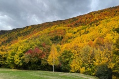 squam-creative-teele-arrowtown-autumn-grey-skies-1