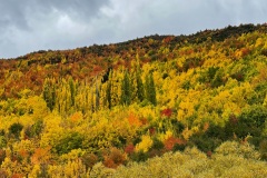 squam-creative-teele-arrowtown-autumn-grey-skies-3