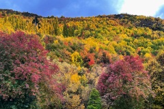 squam-creative-teele-arrowtown-autumn-grey-skies-5