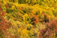 squam-creative-teele-arrowtown-autumn-grey-skies-6