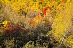 squam-creative-teele-arrowtown-autumn-logs-foliage