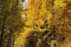 squam-creative-teele-arrowtown-autumn-poplars-2