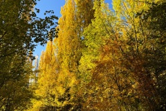 squam-creative-teele-arrowtown-autumn-poplars-tobins-track