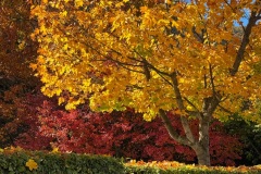 squam-creative-teele-arrowtown-autumn-red-gold