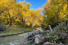squam-creative-teele-arrowtown-autumn-river-logs