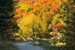 squam-creative-teele-arrowtown-autumn-river-trail-3
