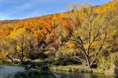 squam-creative-teele-arrowtown-autumn-river-trail-rope-swing-1