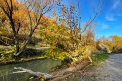 squam-creative-teele-arrowtown-autumn-river-trail-sapling