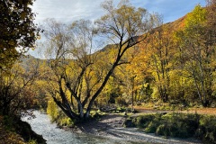 squam-creative-teele-arrowtown-autumn-river-trail-willow