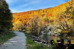 squam-creative-teele-arrowtown-autumn-stumps-foliage