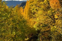 squam-creative-teele-arrowtown-autumn-tobins-track