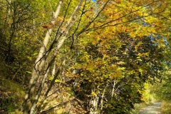 squam-creative-teele-autumn-arrowtown-1