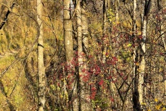 squam-creative-teele-autumn-sunshine-tobins-track-1