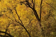 squam-creative-teele-branches-leaves-arrowtown-autumn-foliage-1