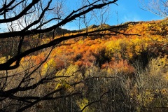 squam-creative-teele-branches-leaves-arrowtown-autumn-foliage-2