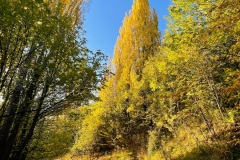 squam-creative-teele-gold-country-tobins-track-1