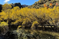 squam-creative-teele-macetown-road-yellow-willows-1