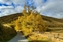 squam-creative-teele-mount-beetham-arrowtown-autumn-april
