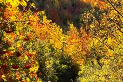 squam-creative-teele-new-chum-gully-autumn-1