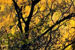 squam-creative-teele-new-chum-gully-autumn-2