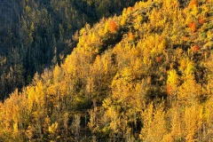 squam-creative-teele-new-chum-gully-autumn-3