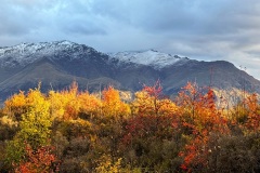 squam-creative-teele-new-chum-gully-remarkables-april-2