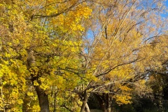 squam-creative-teele-river-track-autumn