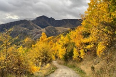 squam-creative-teele-tobins-track-arrowtown-autumn-2